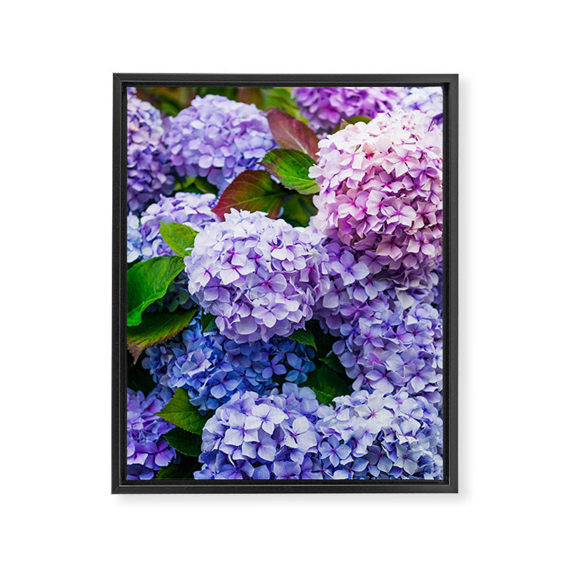 Purple Hydrangeas Blooming Framed Canvas Print Gallery Image 6