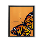 Monarch Butterflies Framed Canvas Print Gallery Image 8