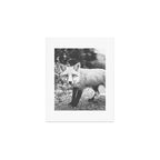CURIOUS FOX III Art Print Gallery Image 1