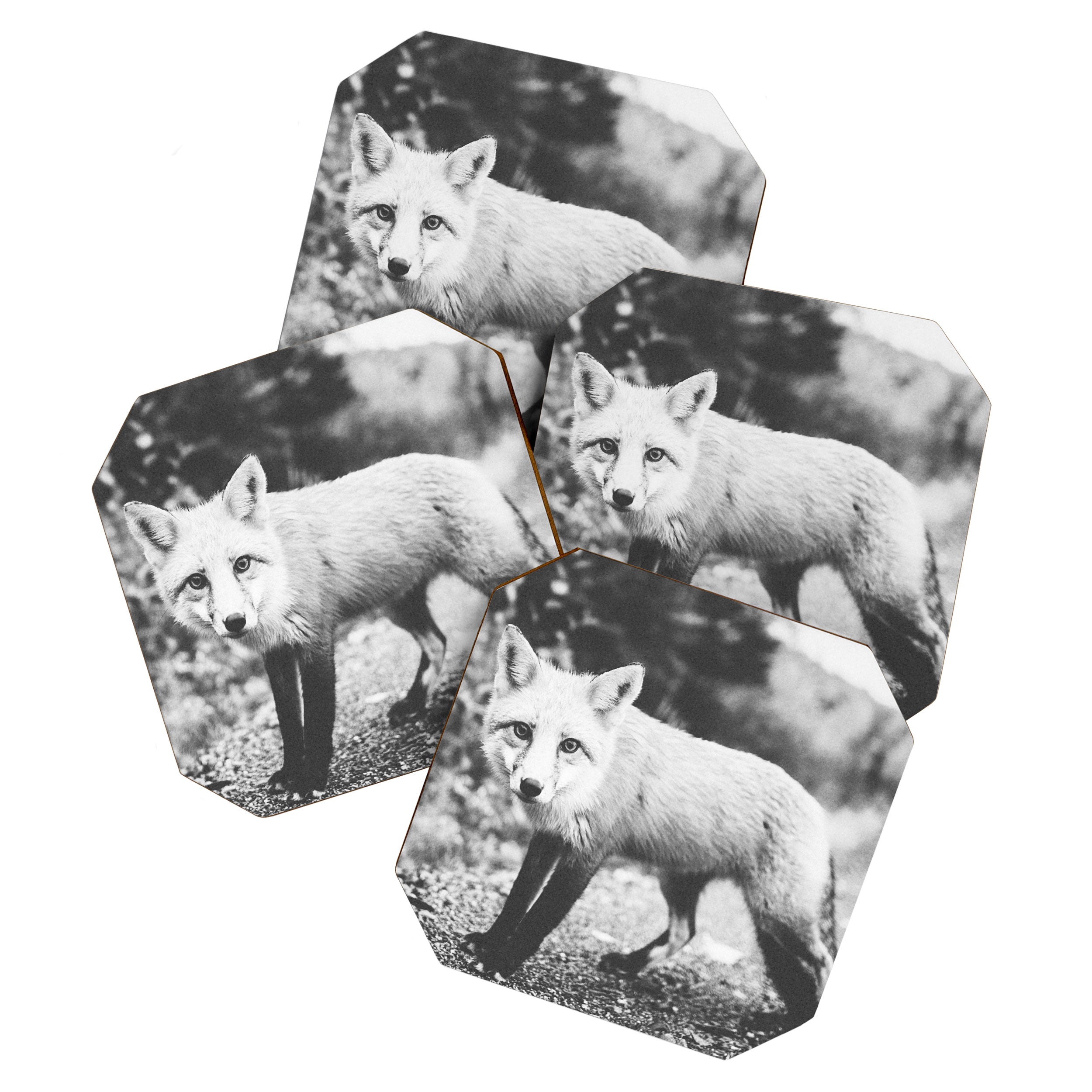 CURIOUS FOX III Coaster Gallery Image 1