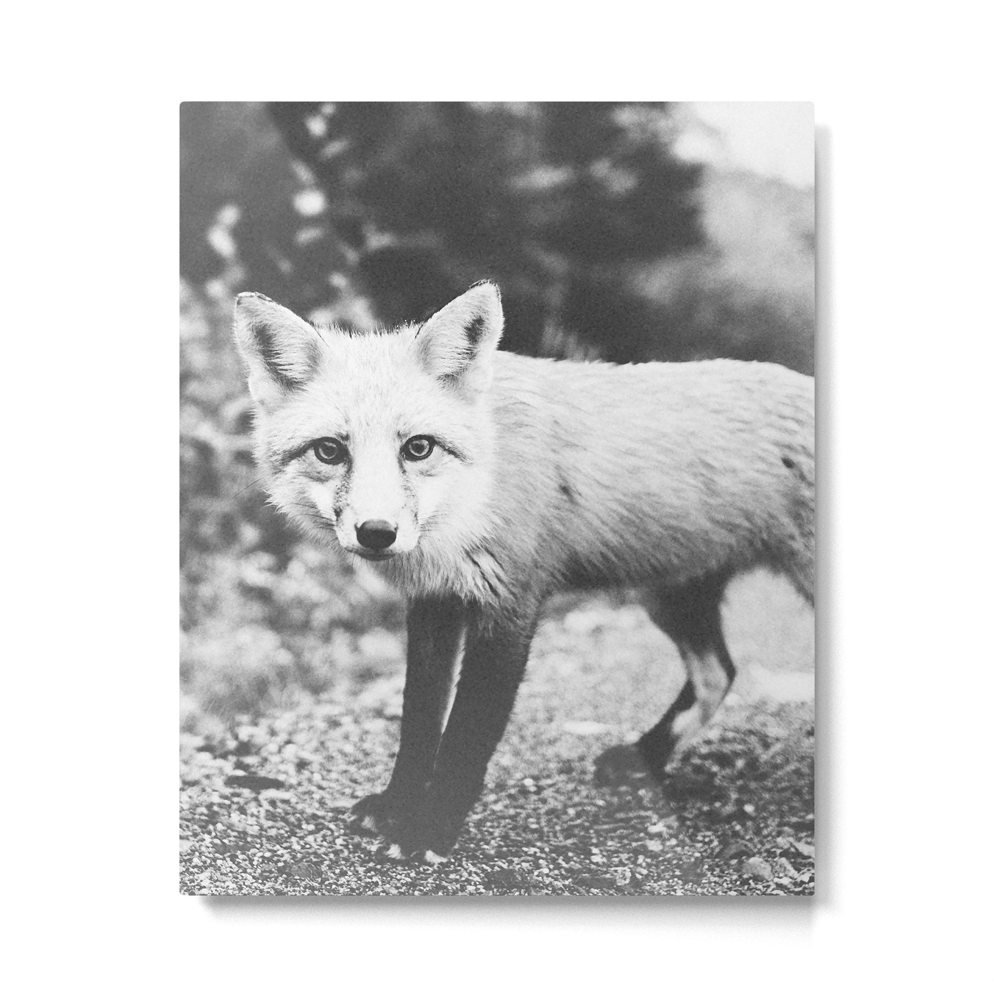 CURIOUS FOX III Metal Print Gallery Image 4