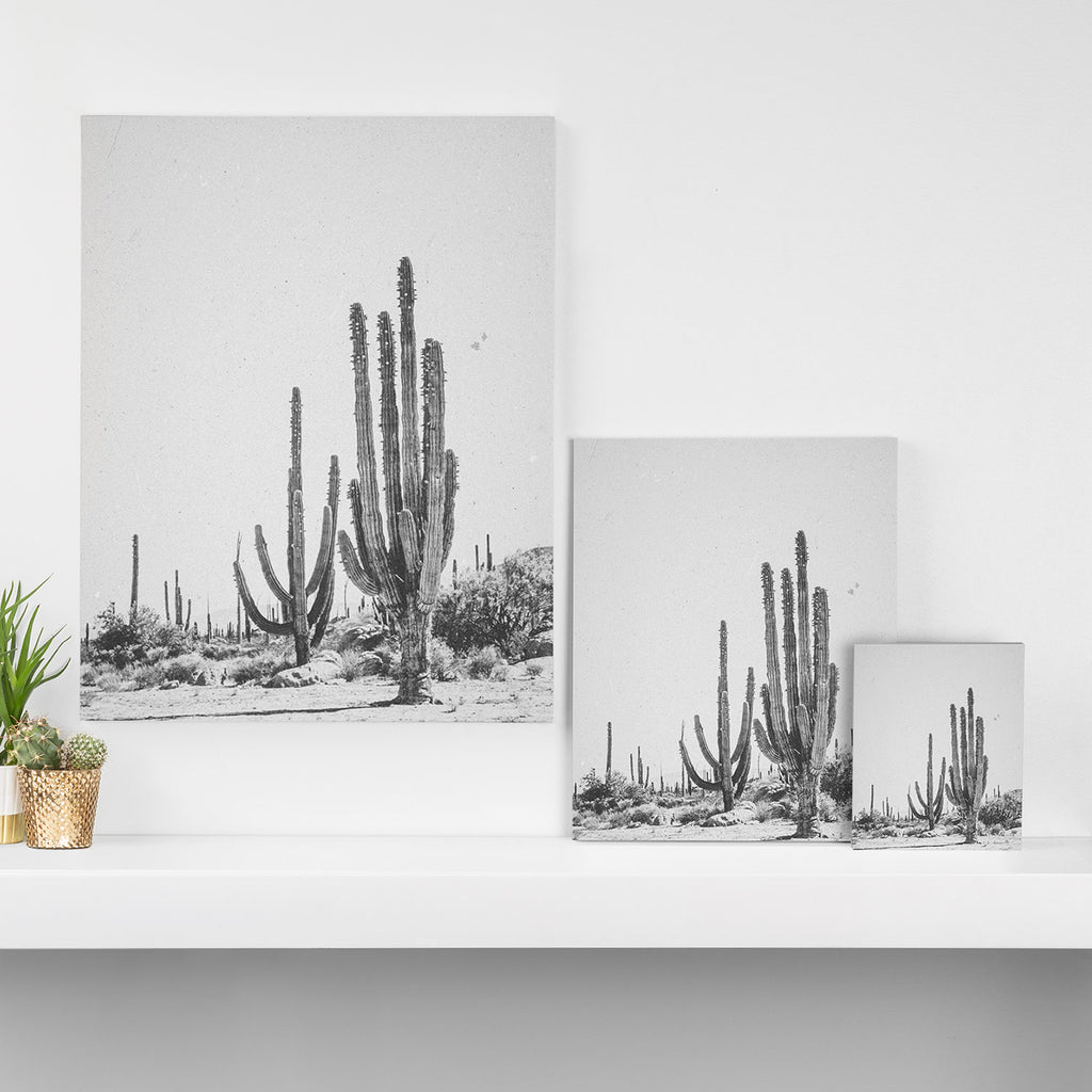 DESERT CACTUS XVII / Baja, Mexico Canvas Print Gallery Image 3