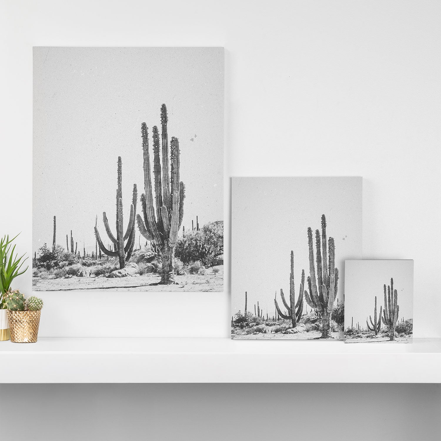 DESERT CACTUS XVII / Baja, Mexico Canvas Print Gallery Image 3