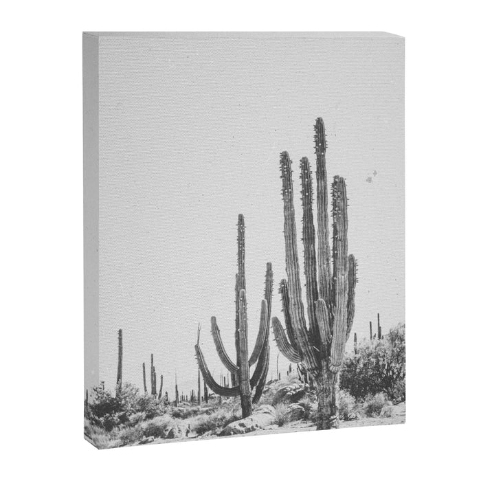 DESERT CACTUS XVII / Baja, Mexico Canvas Print Gallery Image 1