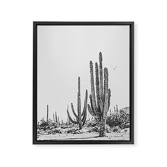 DESERT CACTUS XVII / Baja, Mexico Framed Canvas Print Gallery Image 1