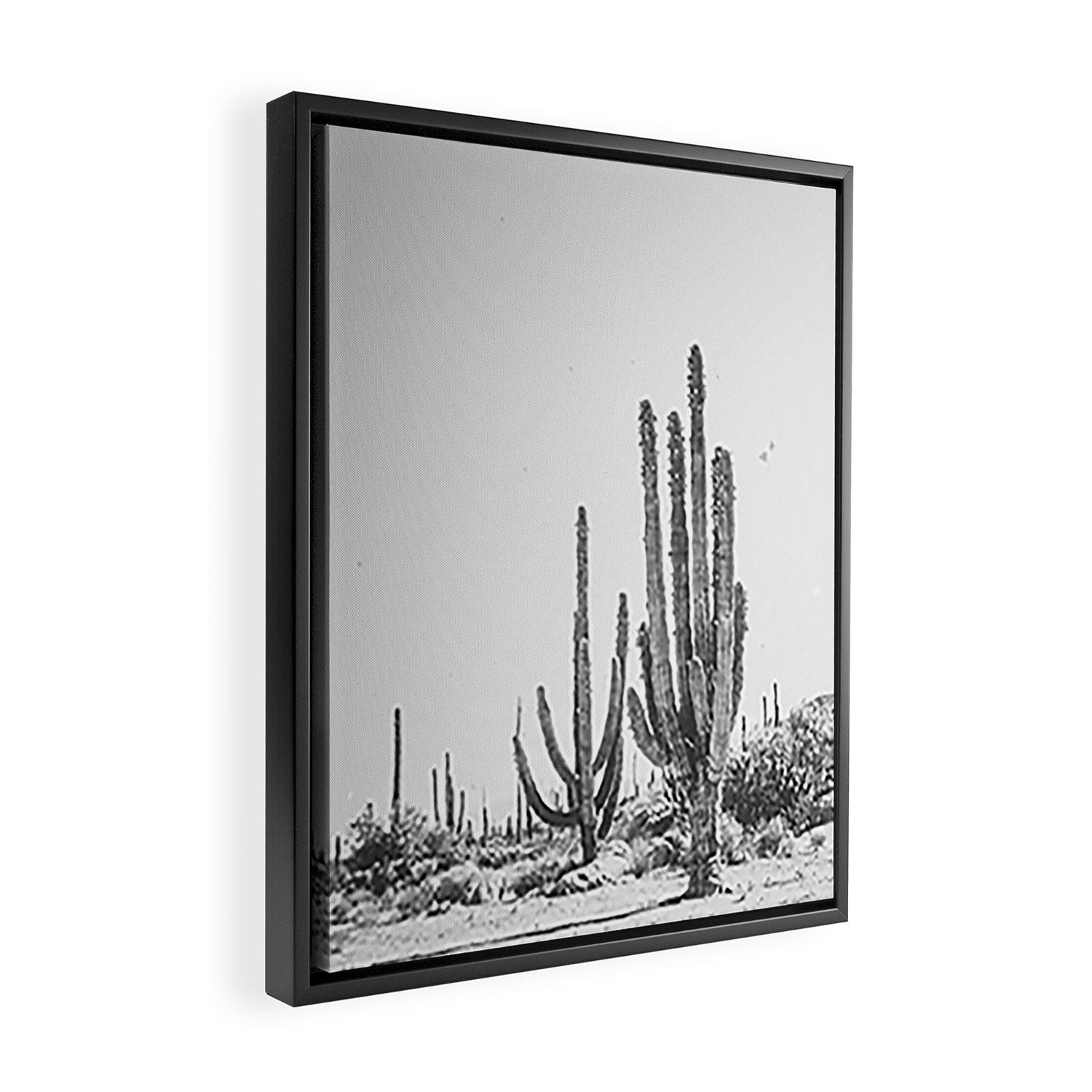 DESERT CACTUS XVII / Baja, Mexico Framed Canvas Print Gallery Image 2