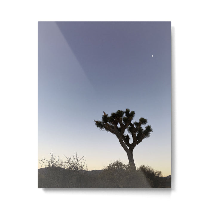 JOSHUA TREE II Metal Print Gallery Image 1
