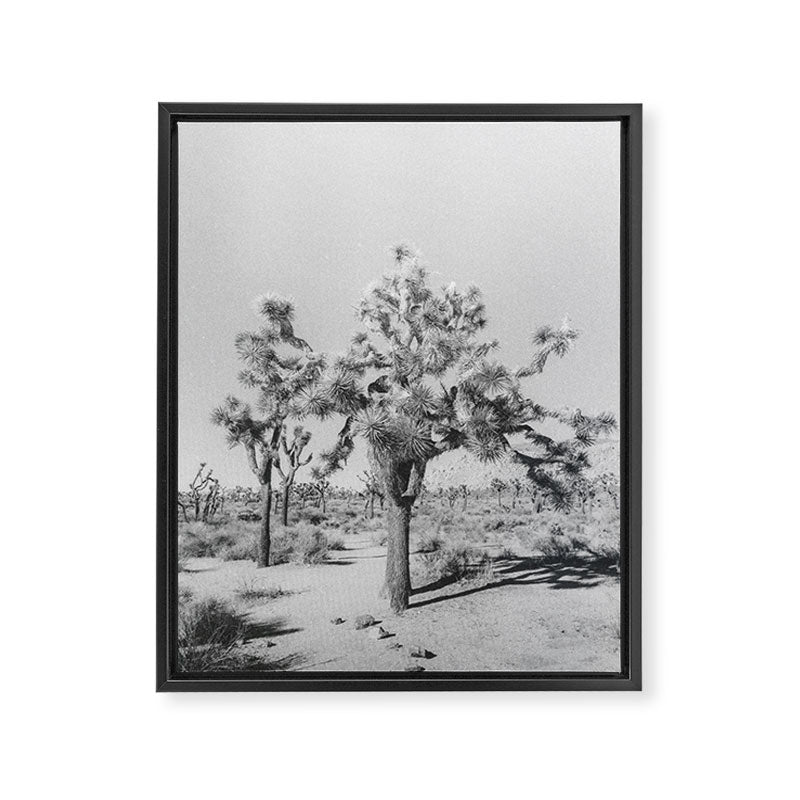 JOSHUA TREE VII / California Desert Framed Canvas Print Gallery Image 6
