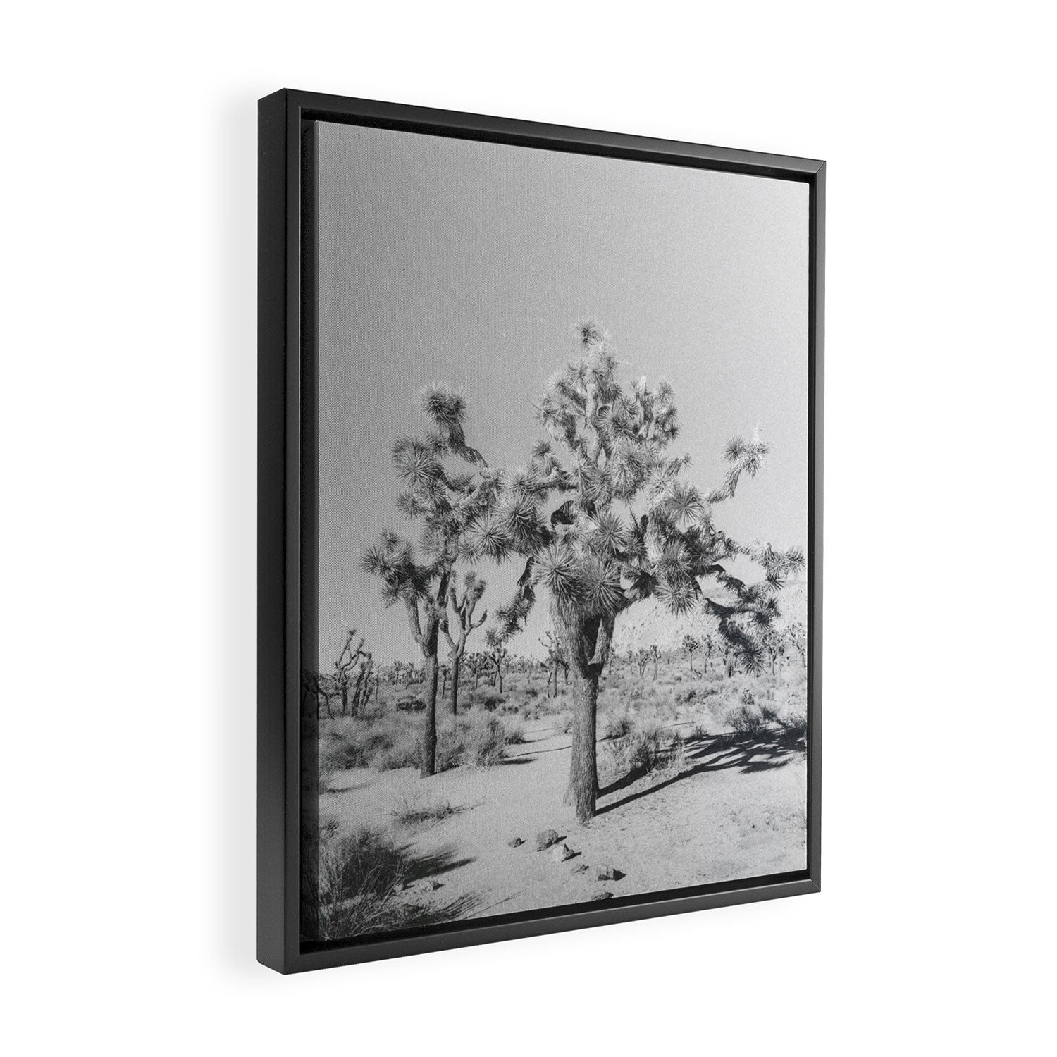 JOSHUA TREE VII / California Desert Framed Canvas Print Gallery Image 2