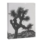 JOSHUA TREE XIII / California Desert Canvas Print Gallery Image 8