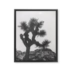 JOSHUA TREE XIII / California Desert Framed Canvas Print Gallery Image 8