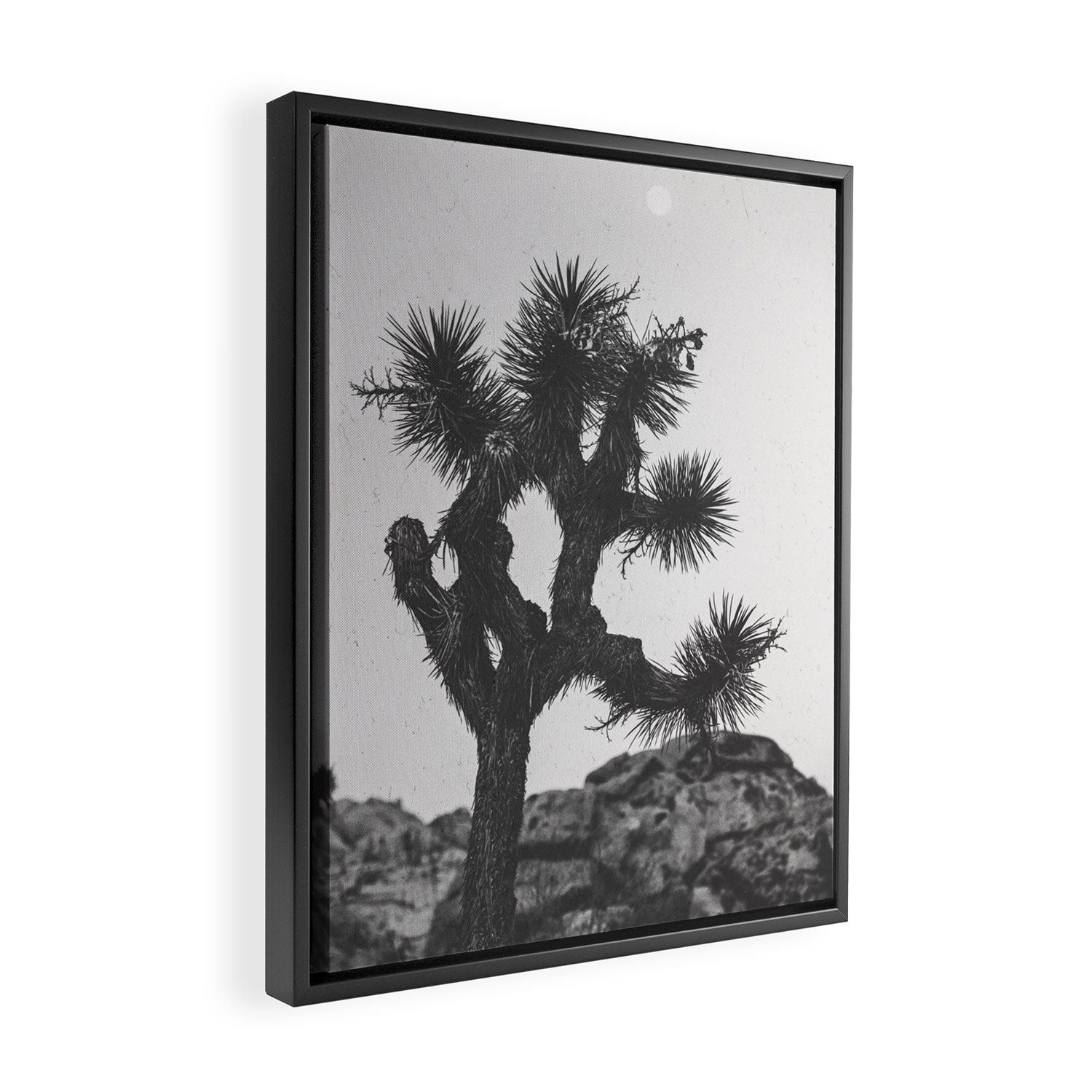 JOSHUA TREE XIII / California Desert Framed Canvas Print Gallery Image 2