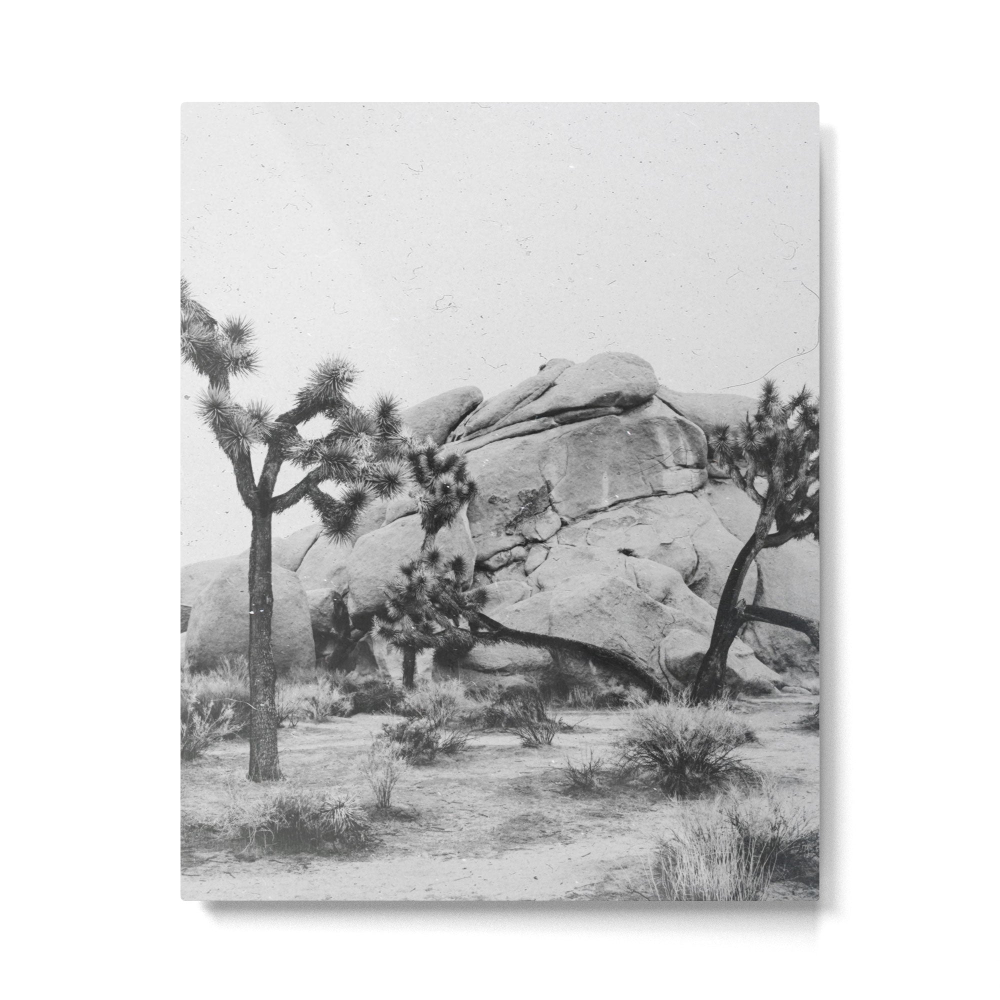 JOSHUA TREE XIV / California Desert Metal Print Gallery Image 4