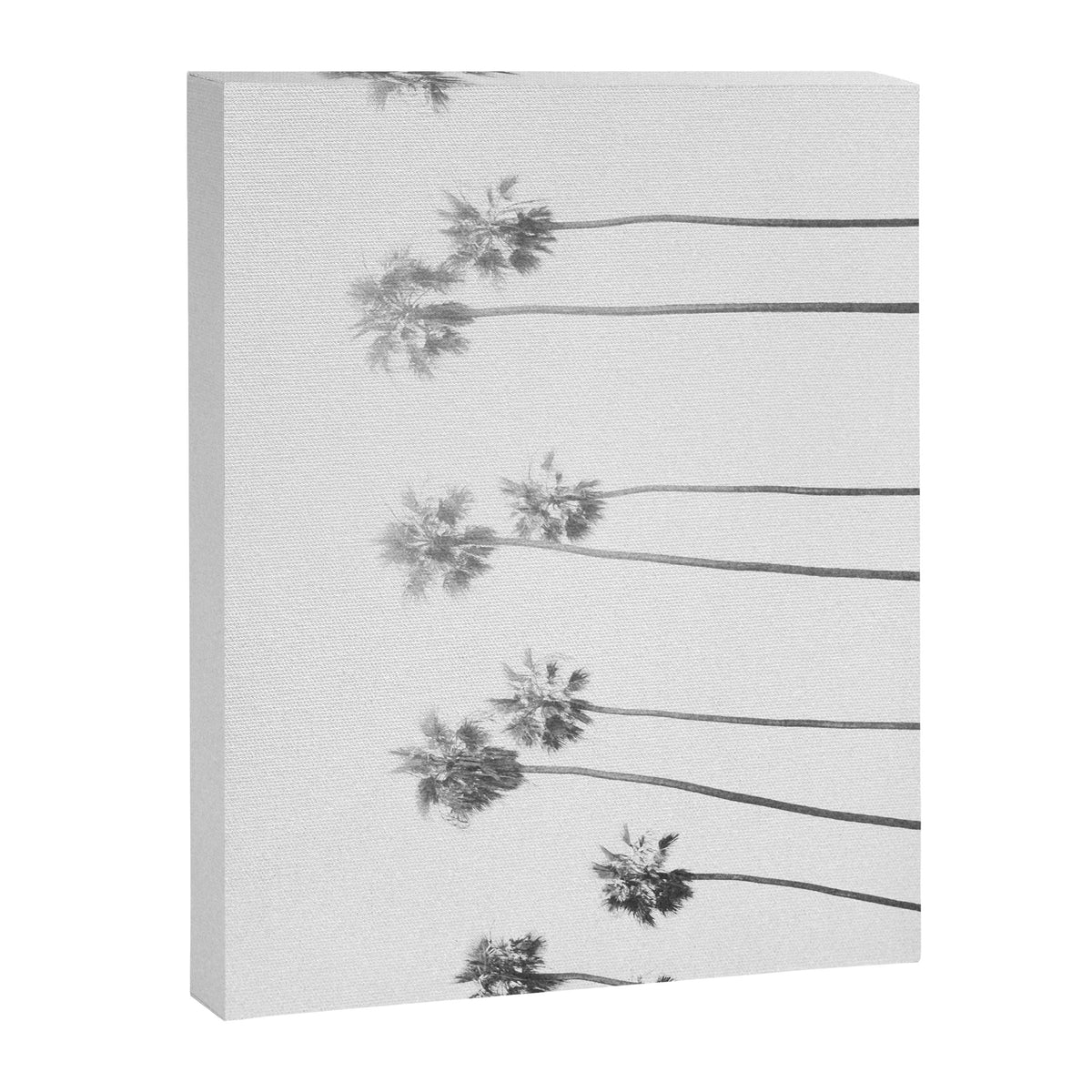 PALM TREES LXVII Canvas Print Gallery Image 6