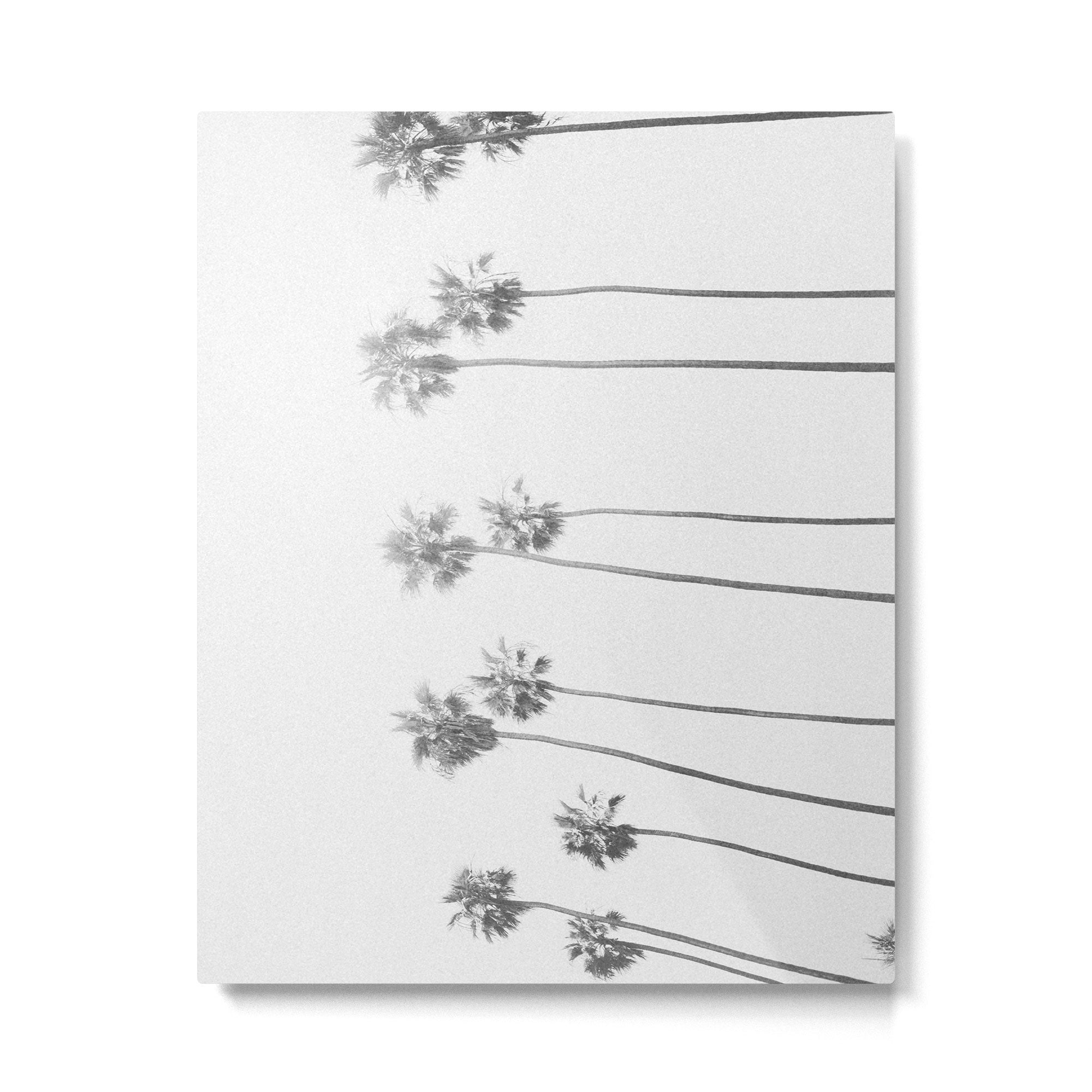 PALM TREES LXVII Metal Print Gallery Image 4