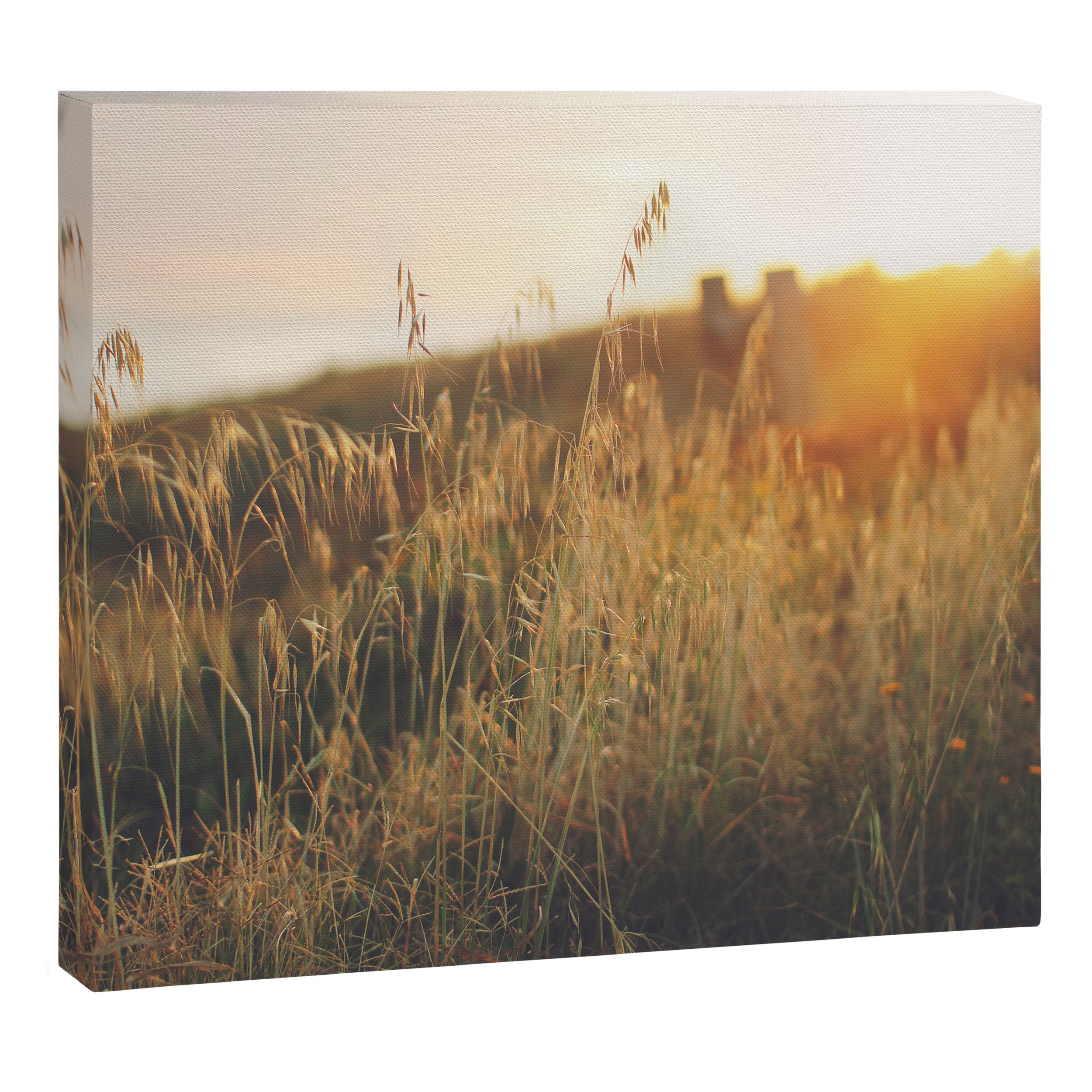 Golden - Beach vegetation at sunset - Botanic, nature and golden light Canvas Print Gallery Image 6