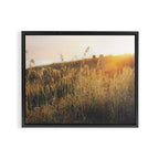 Golden - Beach vegetation at sunset - Botanic, nature and golden light Framed Canvas Print Gallery Image 6