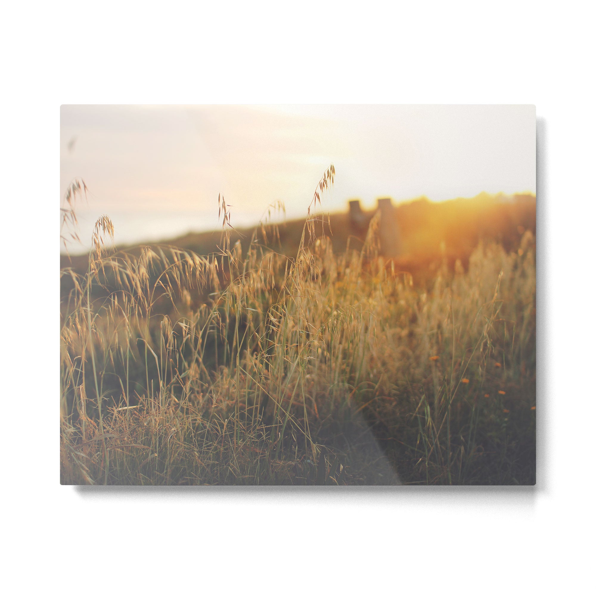 Golden - Beach vegetation at sunset - Botanic, nature and golden light Metal Print Gallery Image 4