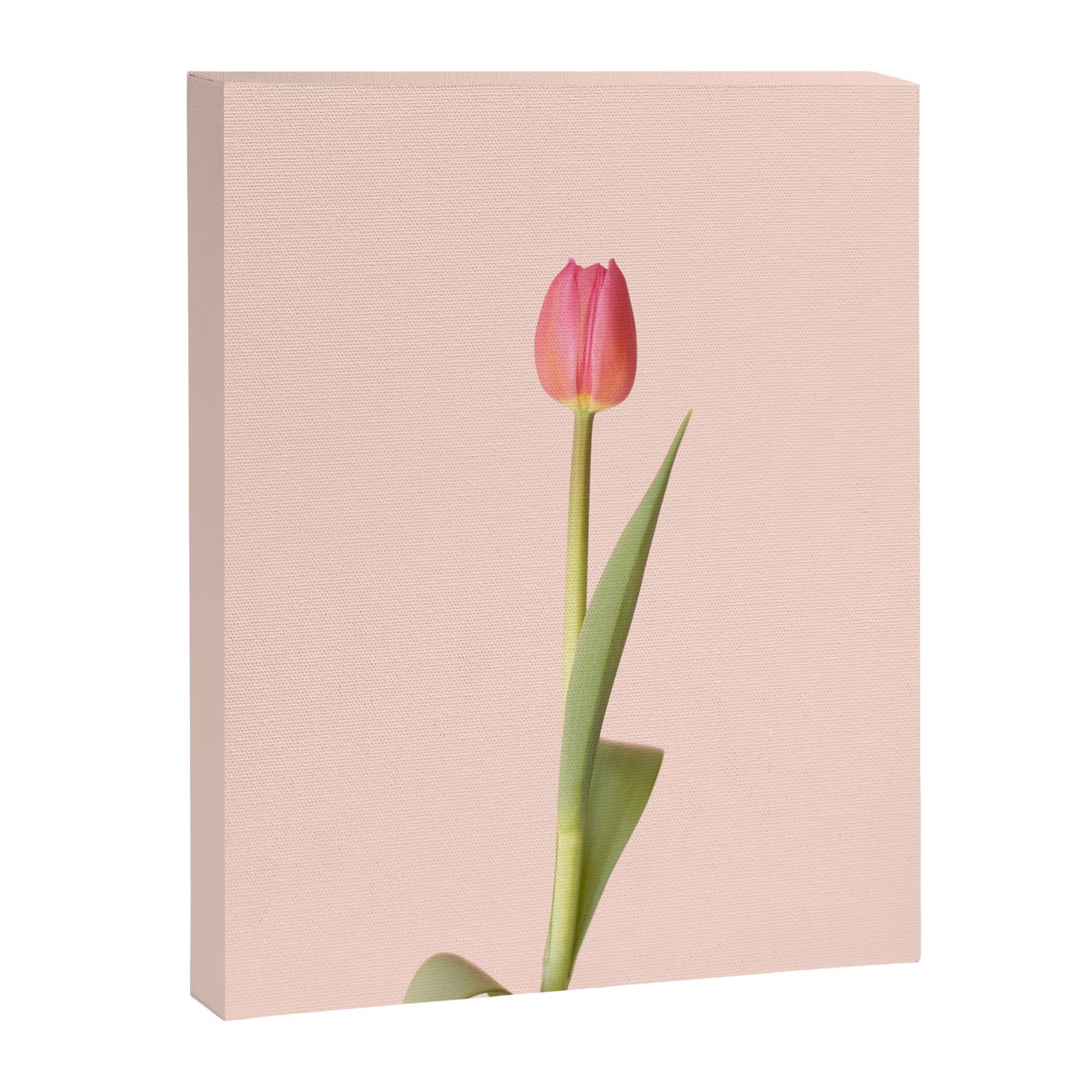 The pink tulip | Floral photography | Flower botanical photograph Canvas Print Gallery Image 6