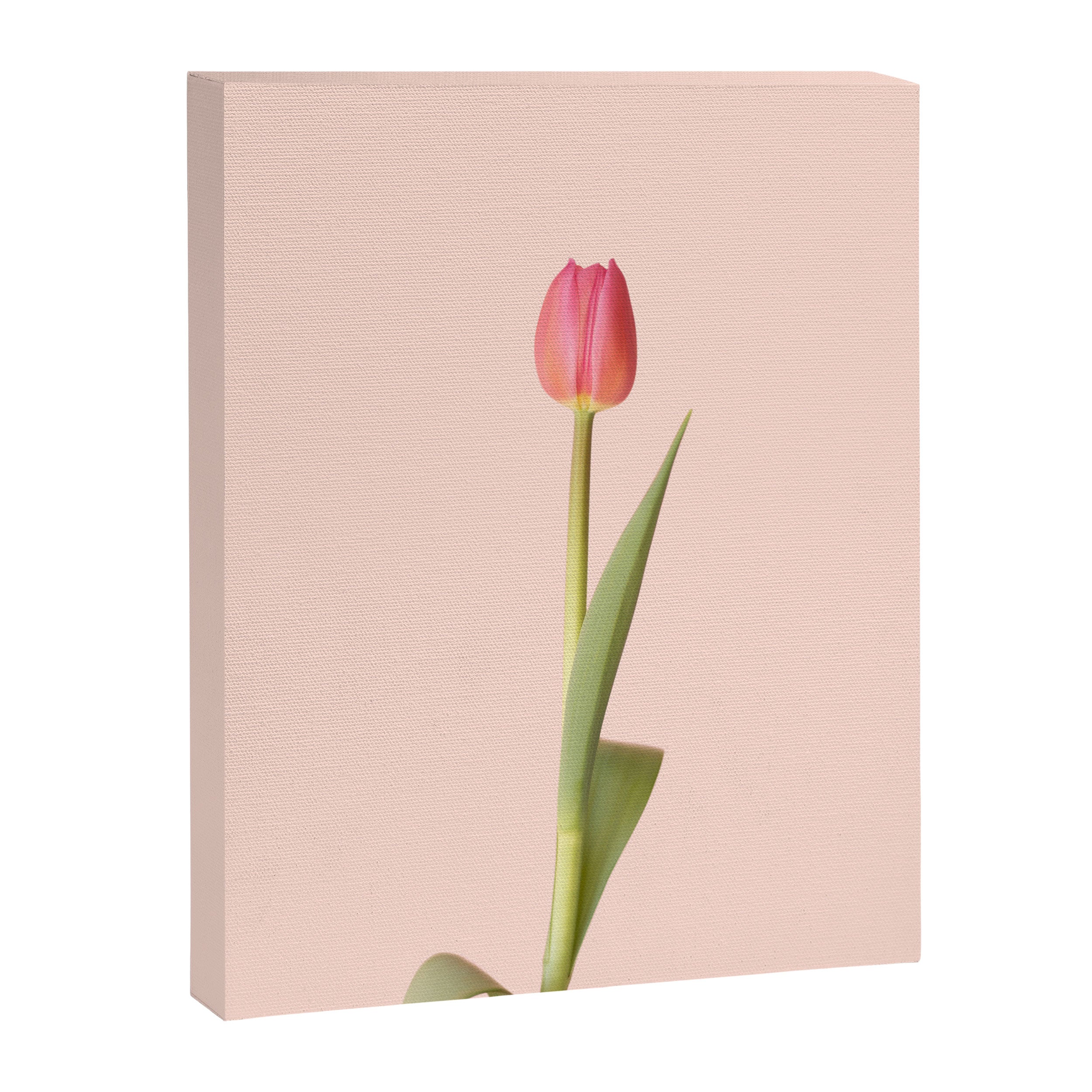 The pink tulip | Floral photography | Flower botanical photograph Canvas Print Gallery Image 6