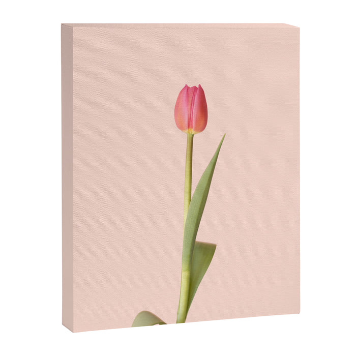 The pink tulip | Floral photography | Flower botanical photograph Canvas Print Gallery Image 1