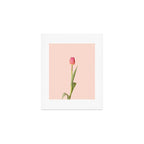 The pink tulip | Floral photography | Flower botanical photograph Art Print Gallery Image 1