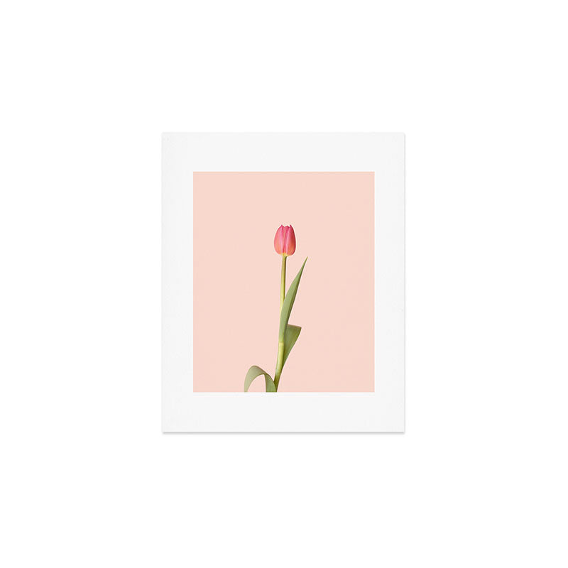 The pink tulip | Floral photography | Flower botanical photograph Art Print Gallery Image 1