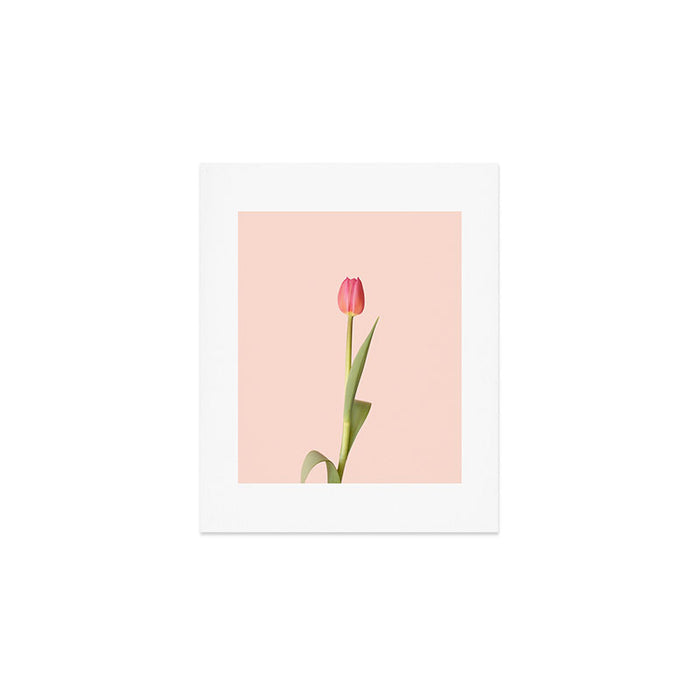 The pink tulip | Floral photography | Flower botanical photograph Art Print Gallery Image 1