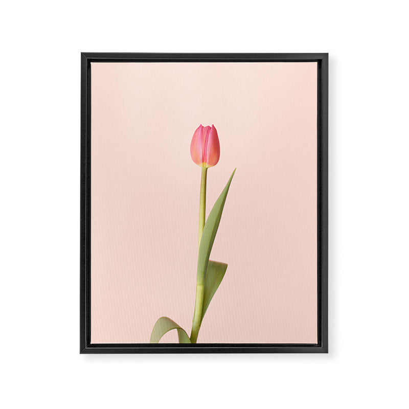 The pink tulip | Floral photography | Flower botanical photograph Framed Canvas Print