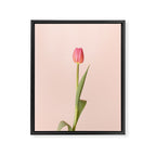 The pink tulip | Floral photography | Flower botanical photograph Framed Canvas Print Gallery Image 6