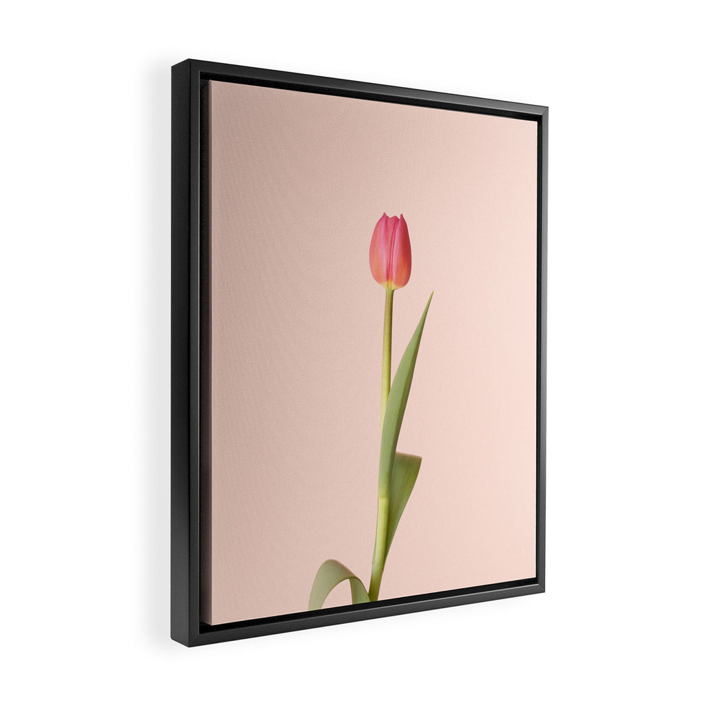 The pink tulip | Floral photography | Flower botanical photograph Framed Canvas Print Gallery Image 2