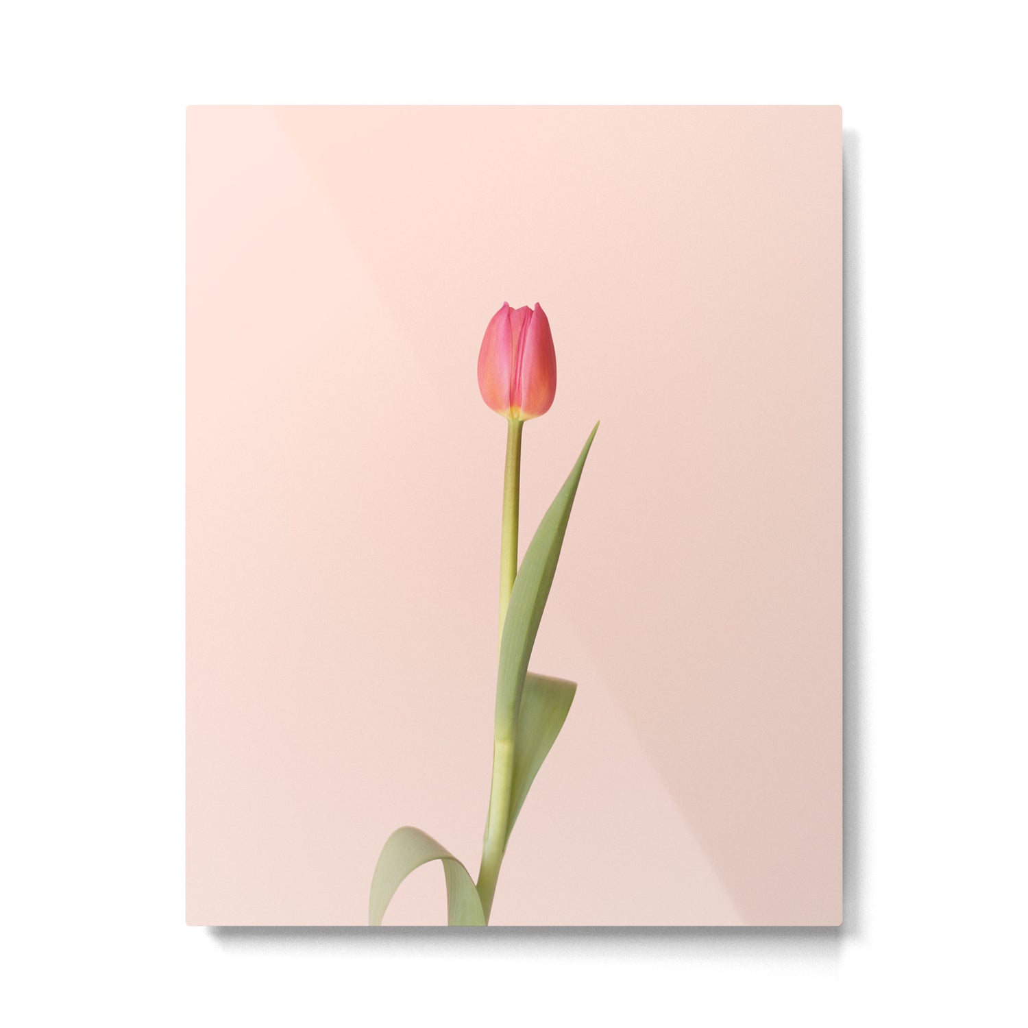 The pink tulip | Floral photography | Flower botanical photograph Metal Print Gallery Image 4