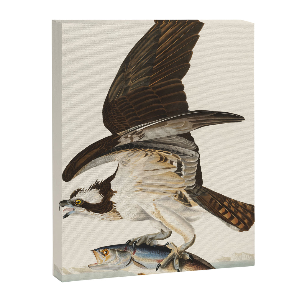 Fish Hawk, or Osprey from Birds of America (1827) by John James Audubon Canvas Print Gallery Image 6