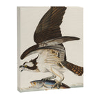 Fish Hawk, or Osprey from Birds of America (1827) by John James Audubon Canvas Print Gallery Image 6