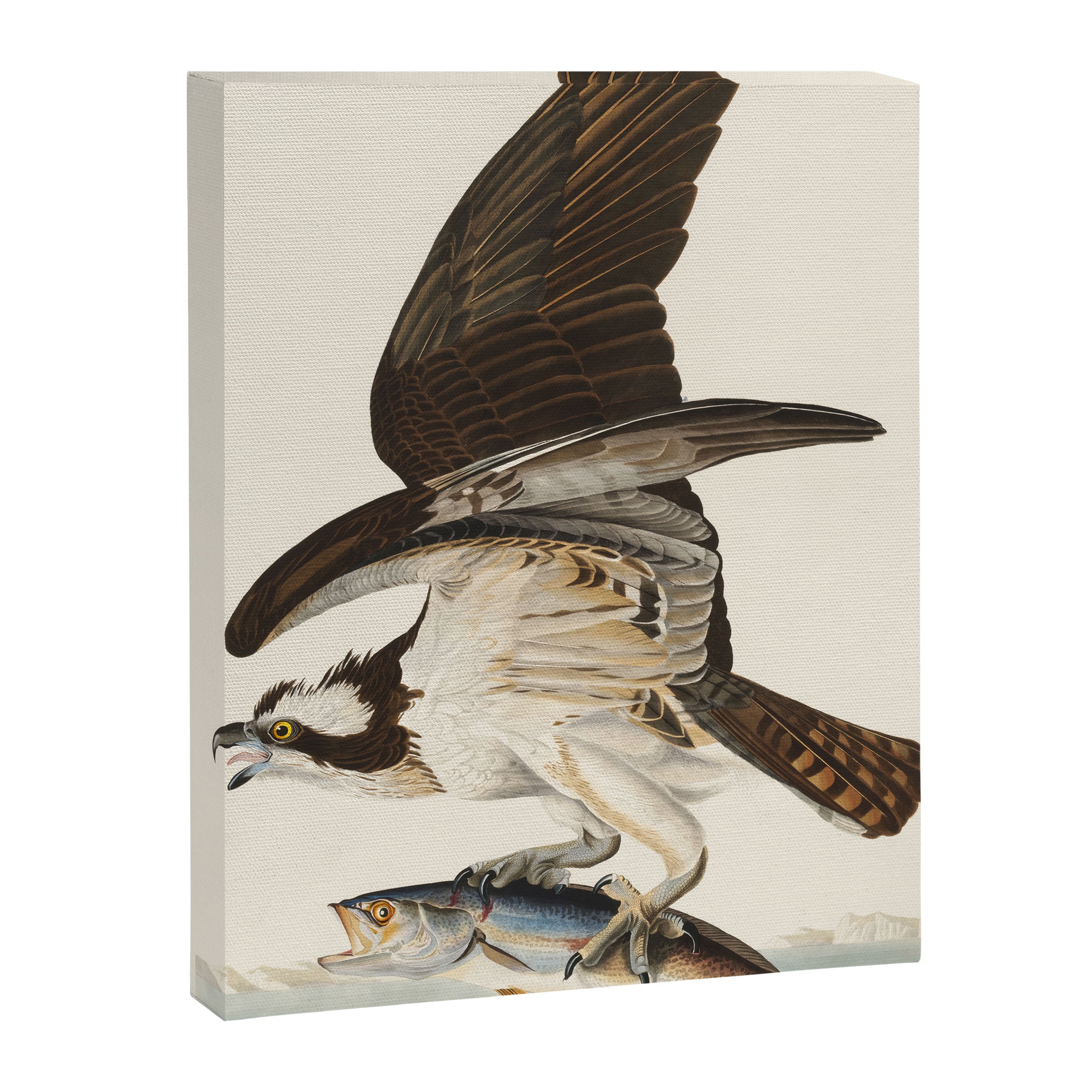 Fish Hawk, or Osprey from Birds of America (1827) by John James Audubon Canvas Print Gallery Image 6