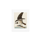 Fish Hawk, or Osprey from Birds of America (1827) by John James Audubon Art Print Gallery Image 1