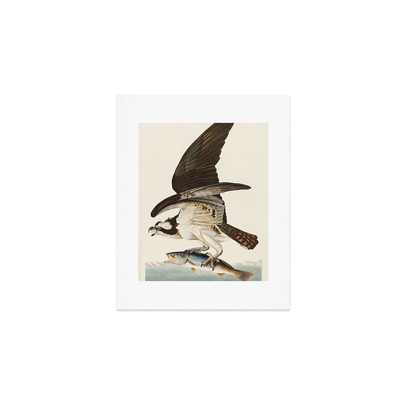 Fish Hawk, or Osprey from Birds of America (1827) by John James Audubon Art Print Gallery Image 1