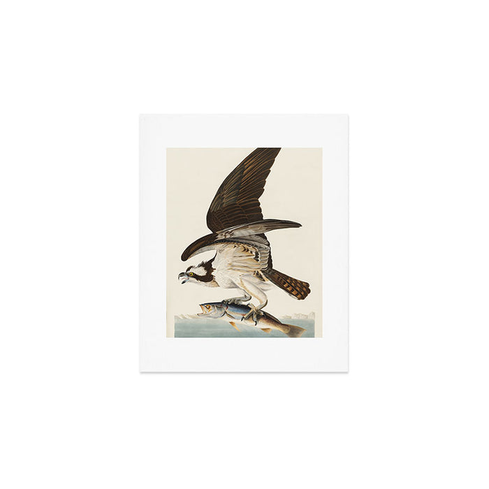 Fish Hawk, or Osprey from Birds of America (1827) by John James Audubon Art Print Gallery Image 1