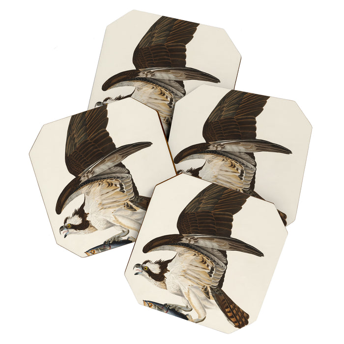 Fish Hawk, or Osprey from Birds of America (1827) by John James Audubon Coaster Gallery Image 1