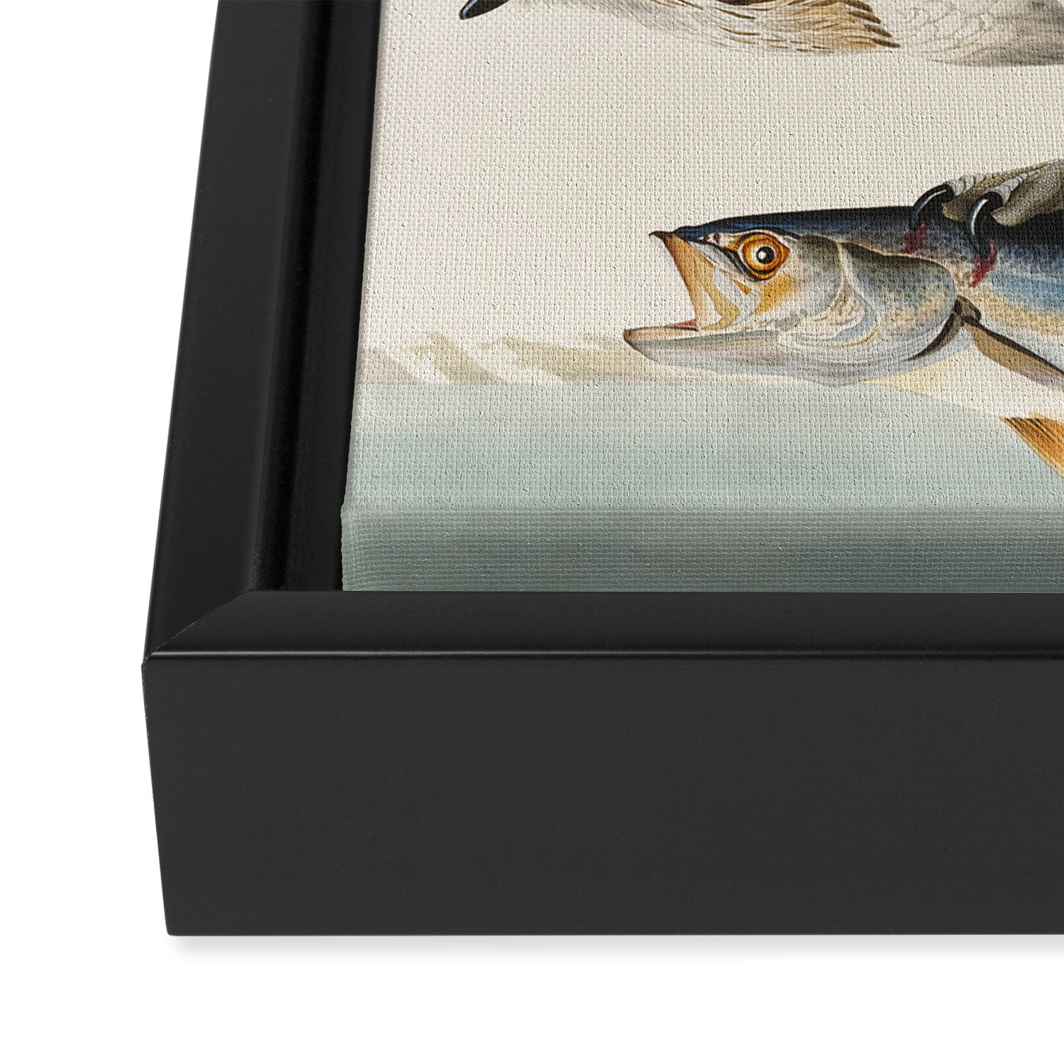 Fish Hawk, or Osprey from Birds of America (1827) by John James Audubon Framed Canvas Print Gallery Image 3