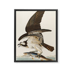 Fish Hawk, or Osprey from Birds of America (1827) by John James Audubon Framed Canvas Print Gallery Image 6