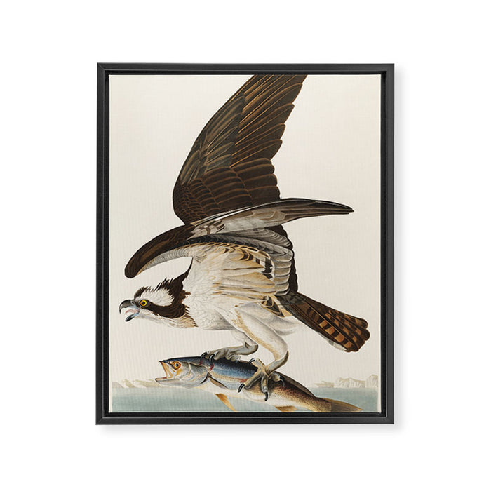 Fish Hawk, or Osprey from Birds of America (1827) by John James Audubon Framed Canvas Print Gallery Image 1
