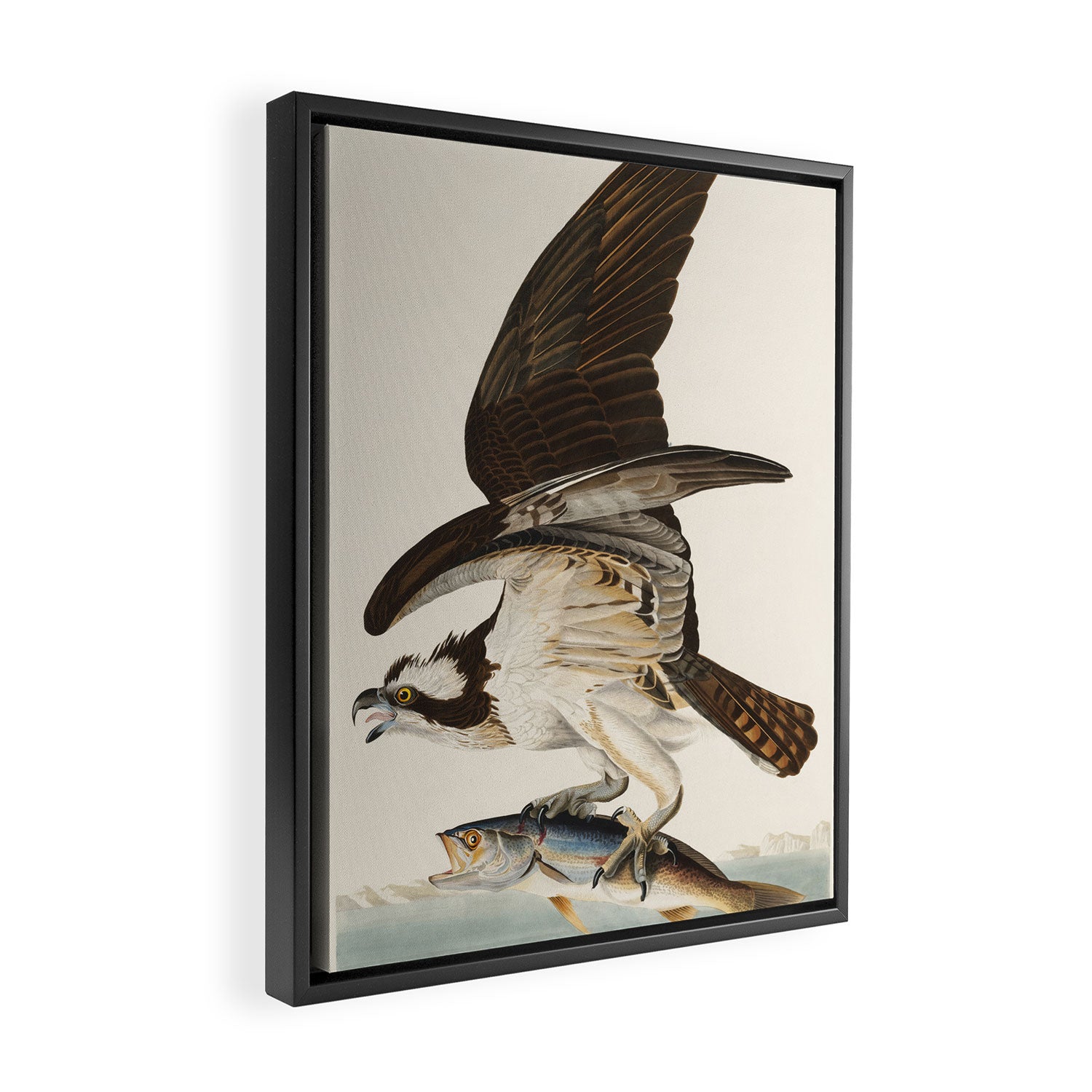 Fish Hawk, or Osprey from Birds of America (1827) by John James Audubon Framed Canvas Print Gallery Image 2