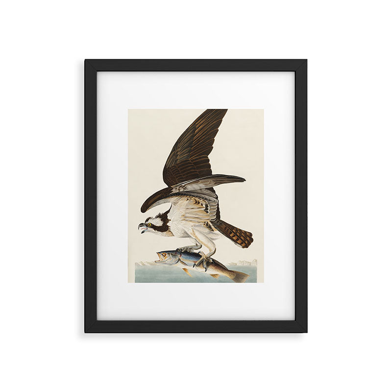 Fish Hawk, or Osprey from Birds of America (1827) by John James Audubon Framed Art Print Gallery Image 5