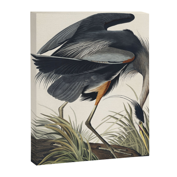 Great blue Heron from Birds of America (1827) by John James Audubon Canvas Print Gallery Image 1