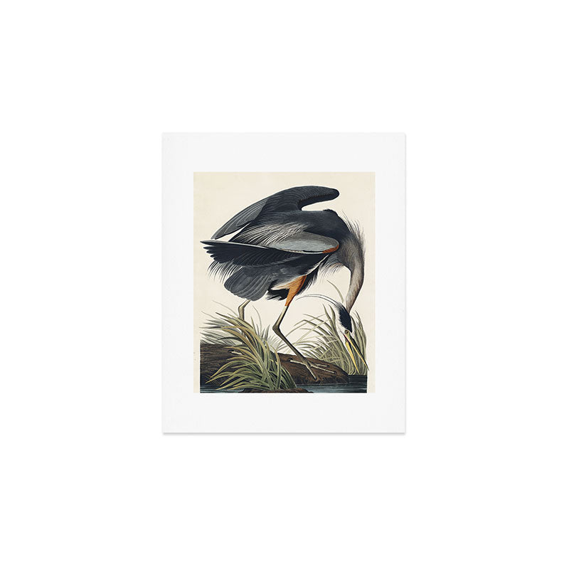 Great blue Heron from Birds of America (1827) by John James Audubon Art Print Gallery Image 1