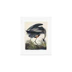 Great blue Heron from Birds of America (1827) by John James Audubon Art Print Gallery Image 1