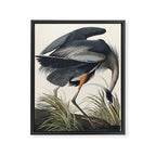 Great blue Heron from Birds of America (1827) by John James Audubon Framed Canvas Print Gallery Image 6