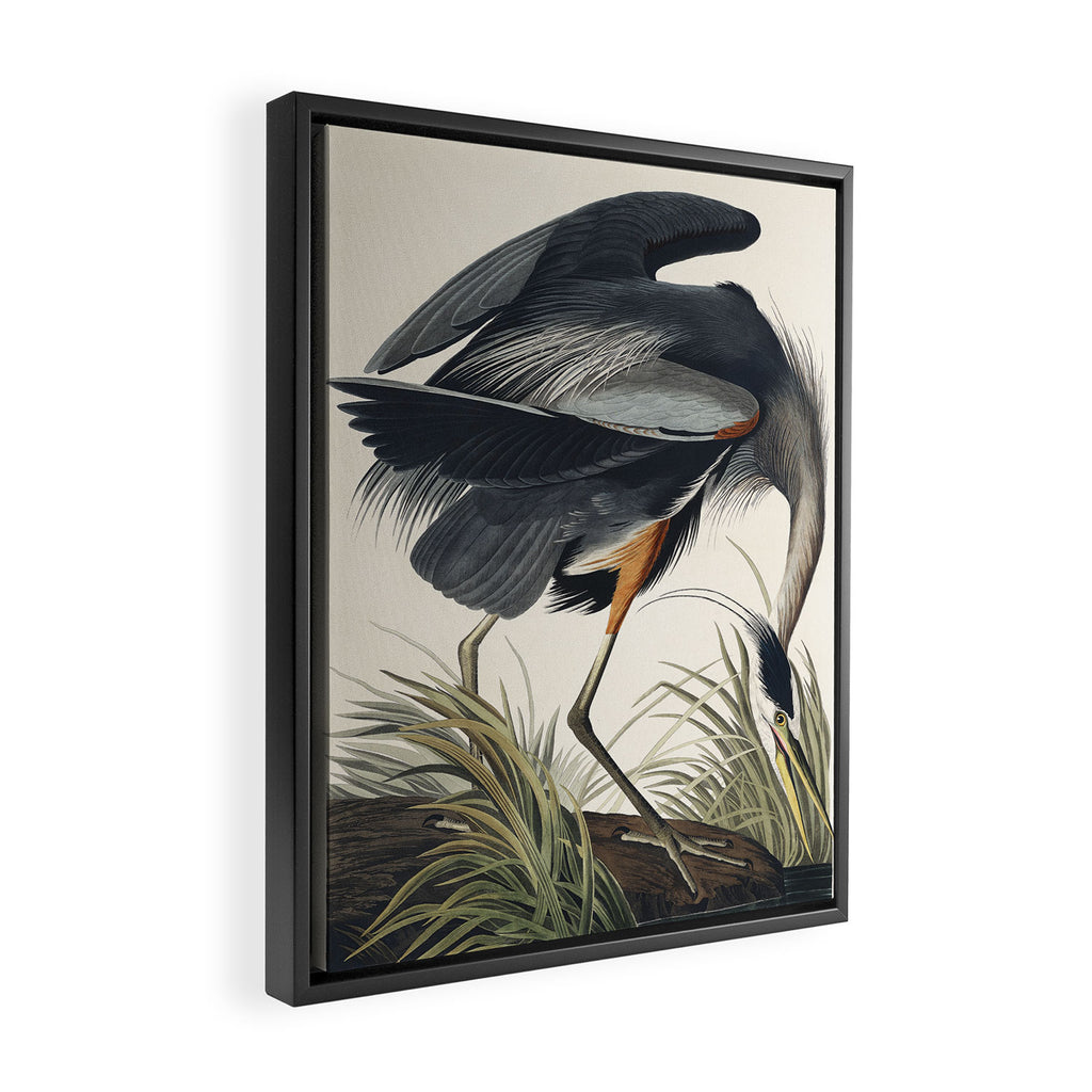 Great blue Heron from Birds of America (1827) by John James Audubon Framed Canvas Print Gallery Image 2