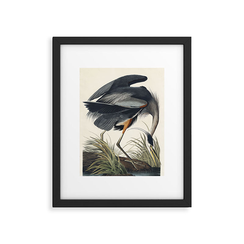 Great blue Heron from Birds of America (1827) by John James Audubon Framed Art Print Gallery Image 5